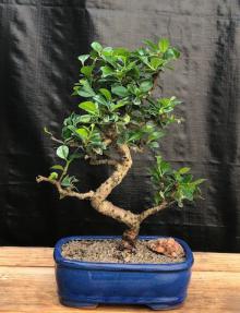 Flowering Fukien Tea Bonsai Tree Medium with Curved Trunk Style (Ehretia Microphylla)