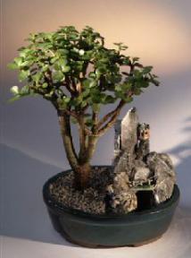 Baby Jade Bonsai Tree Stone Landscape Scene (Portulacaria Afra)