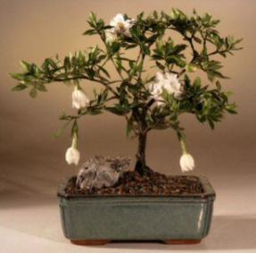 Flowering Gardenia Medium Bonsai Tree (Gardenia Jasminoides)