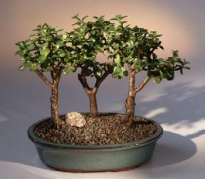 Baby Jade 3 Bonsai Tree Group (Portulacaria Afra)