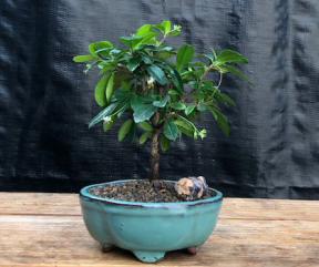Small Straight Trunk Style Fukien Tea Bonsai Tree (Ehretia Microphylla)