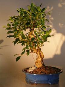 Ficus Retusa Bonsai Tree - Curved Trunk Extra Large