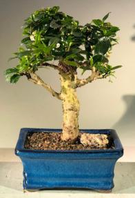 Flowering Fukien Tea Bonsai Tree - Upright Aged Medium (Ehretia Microphylla)