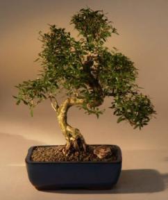 Chinese Flowering White Serissa Bonsai Tree of a Thousand Stars - Curved Trunk Style - Extra Large (serissa japonica)
