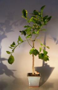 Flowering Persian Lime Bonsai Tree (citrus latifolia)