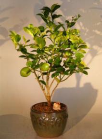 Key Lime Bonsai Tree (Citrus Aurantifolia)