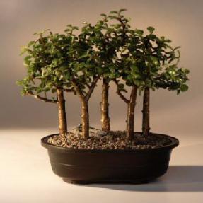 Baby Jade Bonsai Tree - Five Tree Forest Group (Portulacaria Afra)