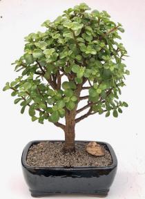 Large Baby Jade Bonsai Tree (Portulacaria Afra)