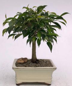 Oriental Ficus Bonsai Tree Medium (Ficus Benjamina 'Orientalis')
