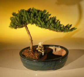 Juniper Bonsai Tree in Water Bonsai Pot - Medium Size (Juniper Procumbens 'Nana')