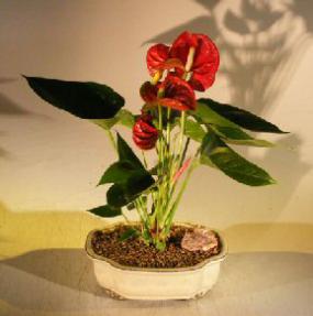 Flowering Red Anthurium Bonsai Tree ('Small Talk') (Anthurium Andraeanum)
