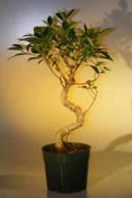 Pre-Bonsai Ficus Retusa Large Curved Trunk Style