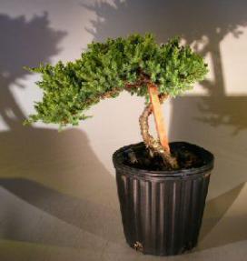 Pre-Bonsai Juniper Tree Staked (Juniper Procumbens 'nana')