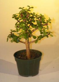 Pre Bonsai Baby Jade Bonsai Tree Medium (Portulacaria Afra)