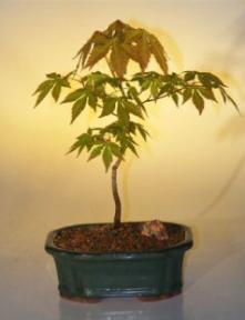 Japanese Green Maple Bonsai Tree Small (acer palmatum)