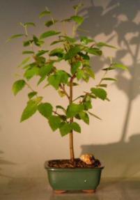 River Birch Bonsai Tree (Betula Nigra)
