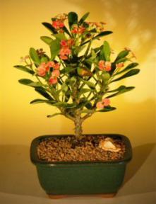 Flowering Crown of Thorns Bonsai Tree - Red Salmon (Euphorbia Milii)