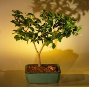 Flowering Water Jasmine Bonsai Tree Medium (Wrightia Religiosa)