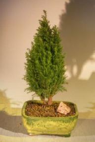 European Cypress Evergreen Bonsai Tree (Chamaecypari Lawsoniana 'Ellwoodii')