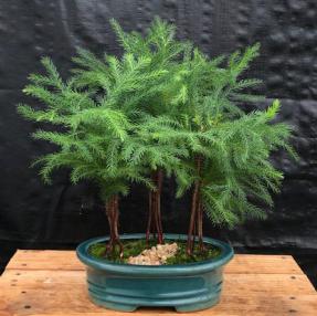 Norfolk Island Pine Bonsai Tree - Three Tree Forest Group (araucaria heterophila)