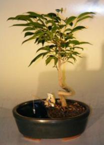 Ficus Bonsai Tree in a Water Land Container, Coiled Trunk Style (ficus 'orientalis')
