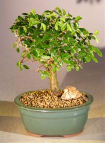 Chinese Elm Bonsai Tree, Aged Straight Trunk Style, Medium Size (ulmus parvifolia)