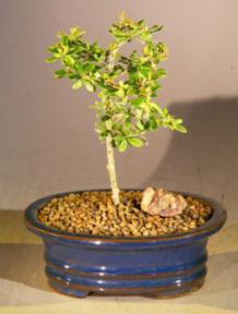 Small Flowering Tropical Boxwood Bonsai Tree (Neea Buxifolia)