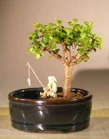 Baby Jade Bonsai Tree with Land Water Pot - Small (Portulacaria Afra)