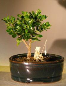 Flowering Dwarf Plum Bonsai Tree with Land Water Pot - Small (Carissa Macrocarpa)