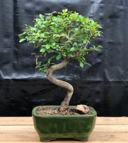 Chinese Elm Bonsai Tree, Trained Curve Trunk Style, Small (Ulmus Parvifolia)