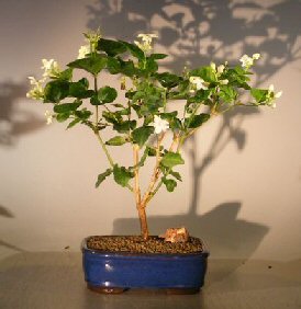 Flowering Arabian Jasmine Bonsai Tree (Jasminum Sambac)