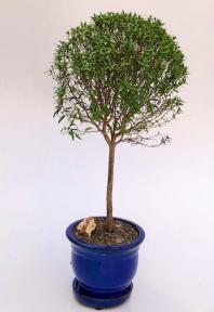 Flowering Myrtle Bonsai Tree Large Upright Broom Style (myrtus communis 'compacta')