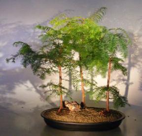 Redwood Bonsai Tree - Three (3) Tree Forest Group Large (metasequoia glyptostroboides)