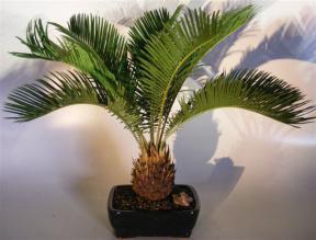 Sago Palm Bonsai Tree (Cycas Revoluta)