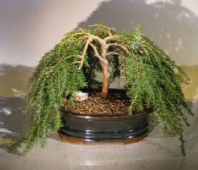 Dwarf Weeping Hemlock Bonsai Tree (Tsuga Canadensis) 'Coles Prostmate'