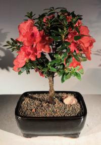 Flowering Tropical Duc De Rohan Azalea Bonsai Tree (Southern Indica)
