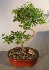 Flowering Sweet Plum Medium Curved Trunk Style (Sageretia Theezans)