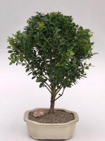 Dwarf Japanese Holly Bonsai Tree (Ilex Crenata 'Piccolo')
