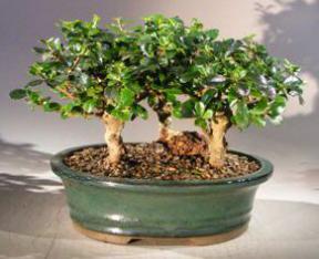 Flowering Fukien Tea Bonsai Tree - Upright Aged Three Tree Forest Group (Ehretia Microphylla)