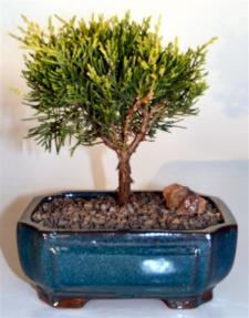 Golden Joy Shimpaku Juniper (Juniperus Pfitzeriana)