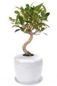 Ficus Retusa Curved Trunk Bonsai Tree & Porcelain Ceramic Cremation Urn with Matching Humidity Drip Tray