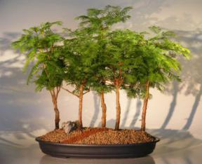 Redwood Bonsai Tree - Five Tree Forest Group (metasequoia glyptostroboides)