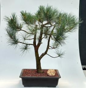 Japanese Black Pine Bonsai Tree - Pinus Thunbergii 'Mikawa'