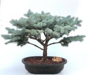 Globe Blue Spruce Bonsai Tree (Picea Pungens 'Globosa')