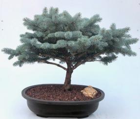 Globe Blue Spruce Bonsai Tree (Picea Pungens 'Globosa')