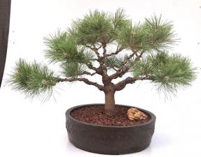 Japanese Red Pine Bonsai Tree (Pinus Densiflora 'Low Glow')