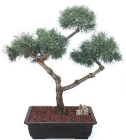 Scotch (Scots) Pine Bonsai Tree Pom Pom Style (Pinus sylvestris)
