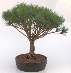 Japanese Red Pine Bonsai Tree (pinus densi 'globosa')