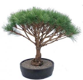 Japanese Red Pine Bonsai Tree (Pinus Densi 'Globosa')