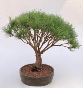 Japanese Red Pine Bonsai Tree (Pinus Densi 'Globosa')